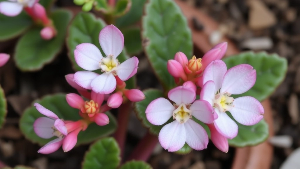 Kalanchoe Beharensis: Unique Succulent Wonder