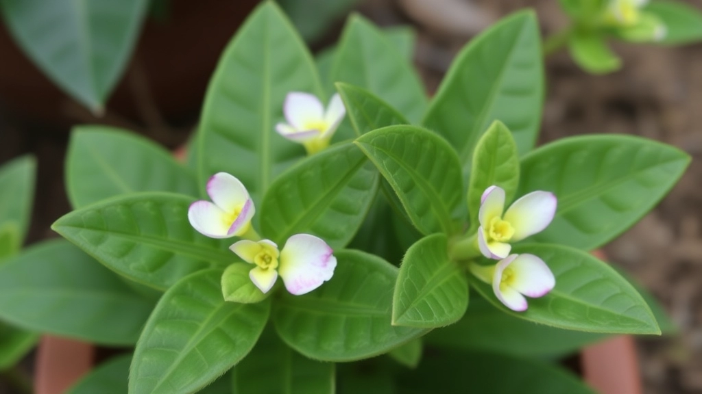 Kalanchoe Pinnata: Telugu Names and Uses