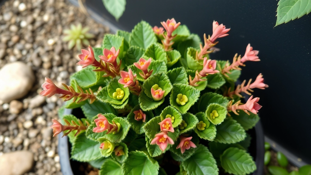 Kalanchoe Tomentosa Nigra Care: Tips for Success