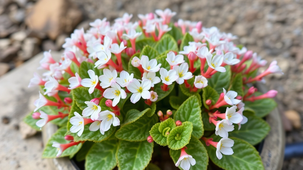 Kalanchoe Tomentosa White: Fuzzy Succulent Care